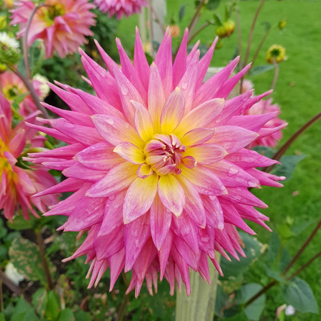 Dahlia Candy Keene in the GardenTags plant encyclopedia Dahlia Candy Keene (Semi-cactus) in the GardenTags plant encyclopedia