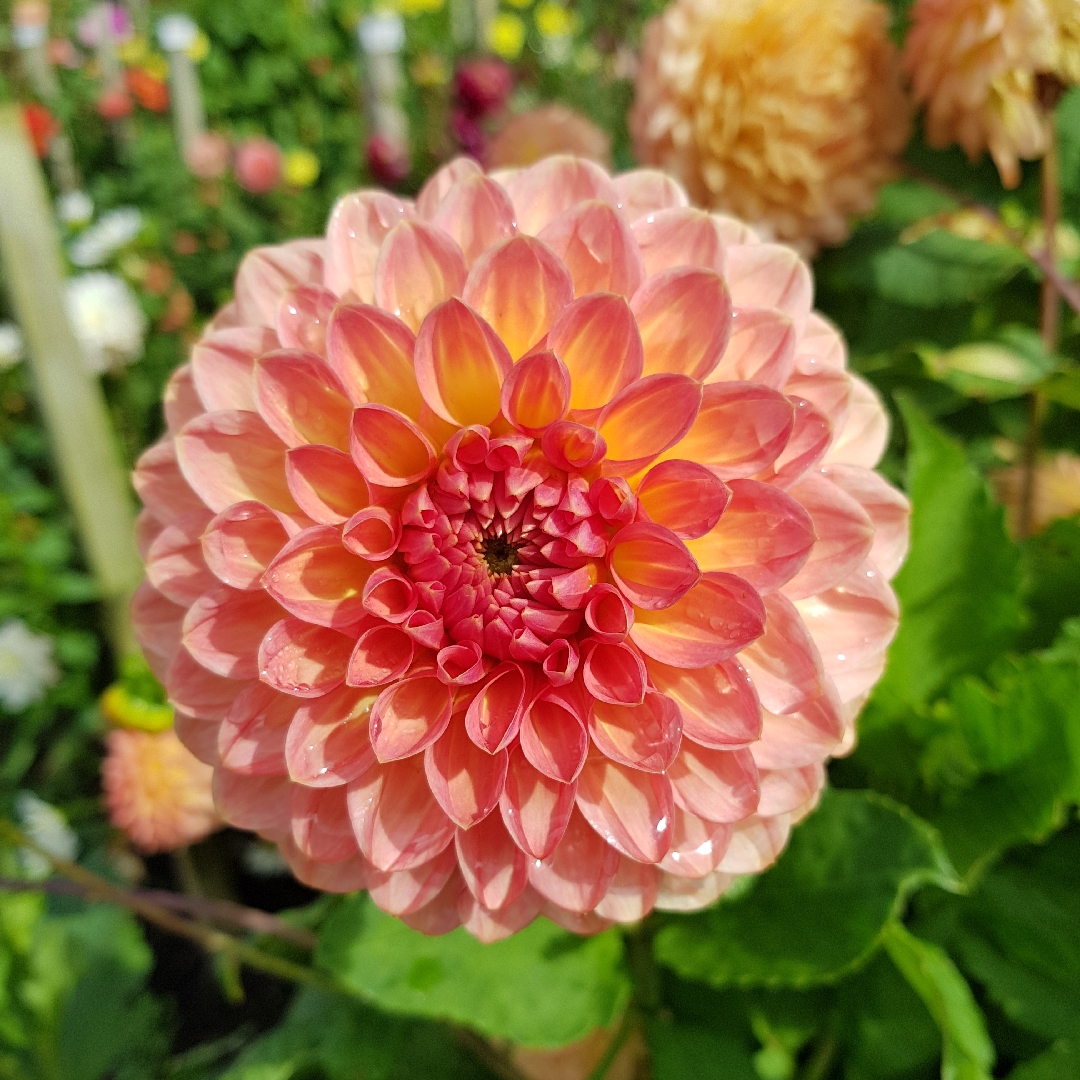 Dahlia Hillcrest Suffusion in the GardenTags plant encyclopedia Dahlia Hillcrest Suffusion in the GardenTags plant encyclopedia
