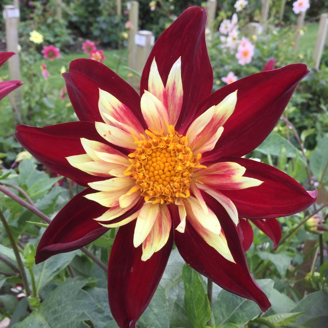 Dahlia Thais in the GardenTags plant encyclopedia Dahlia Thais in the GardenTags plant encyclopedia