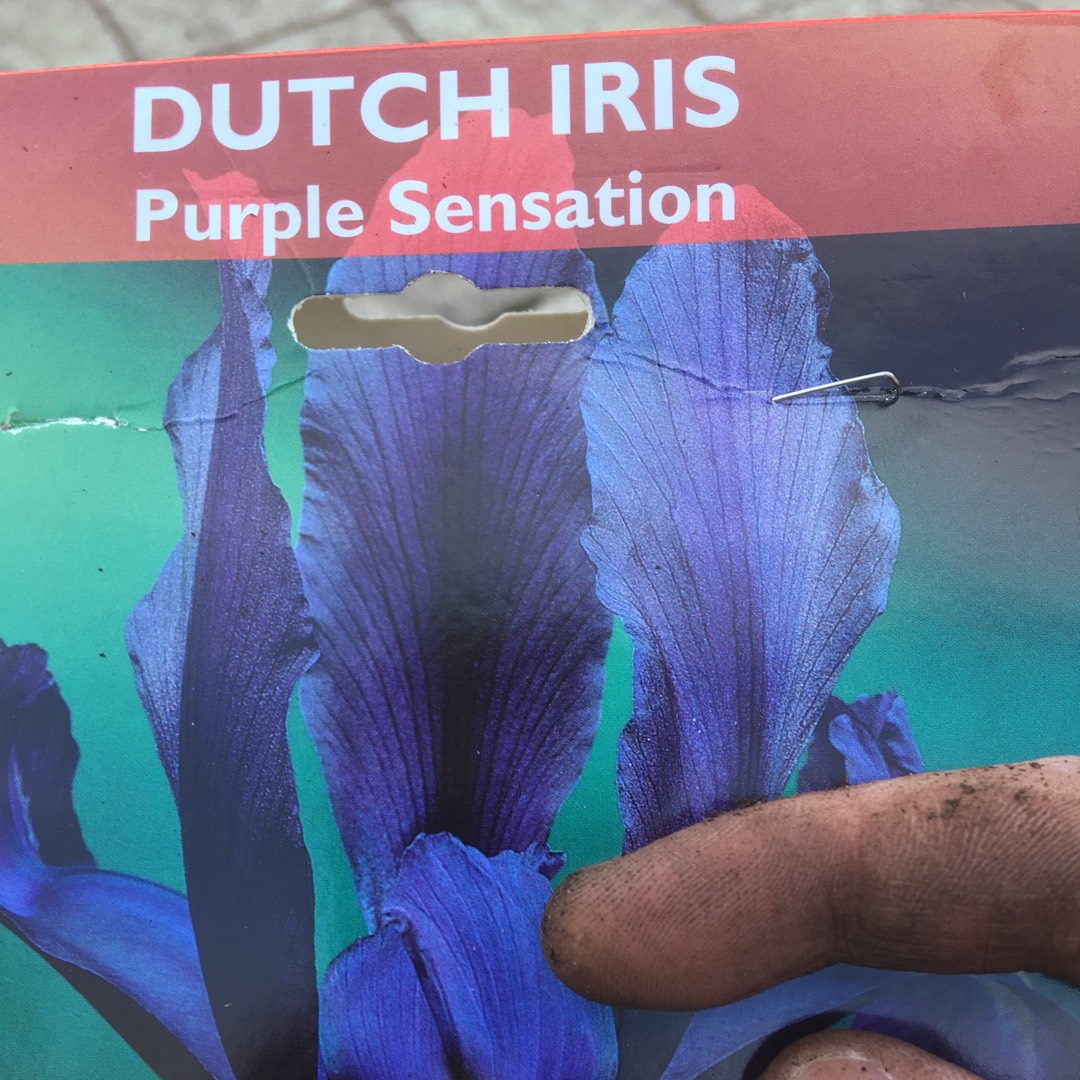 Iris x hollandica Purple Sensaton in the GardenTags plant encyclopedia Dutch Iris Purple Sensation in the GardenTags plant encyclopedia