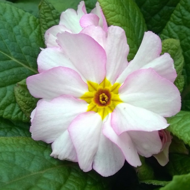 Primula acaulis Antique Pink Shades in the GardenTags plant encyclopedia Primula Antique Pink Shades in the GardenTags plant encyclopedia