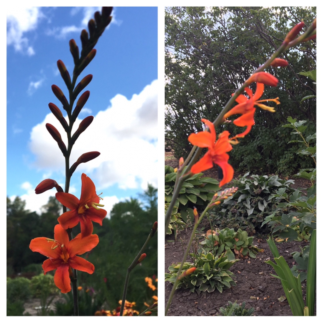 Crocosmia Fire King in the GardenTags plant encyclopedia Montbretia Fire King in the GardenTags plant encyclopedia