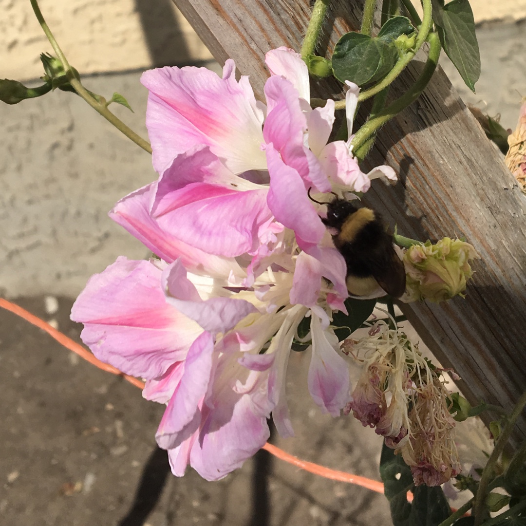 Ipomoea Nil Pink in the GardenTags plant encyclopedia Morning Glory Pink in the GardenTags plant encyclopedia