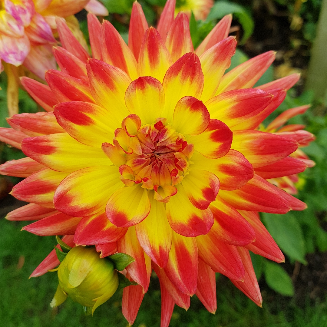 Dahlia Aloha in the GardenTags plant encyclopedia Dahlia Aloha (Semi-cactus) in the GardenTags plant encyclopedia