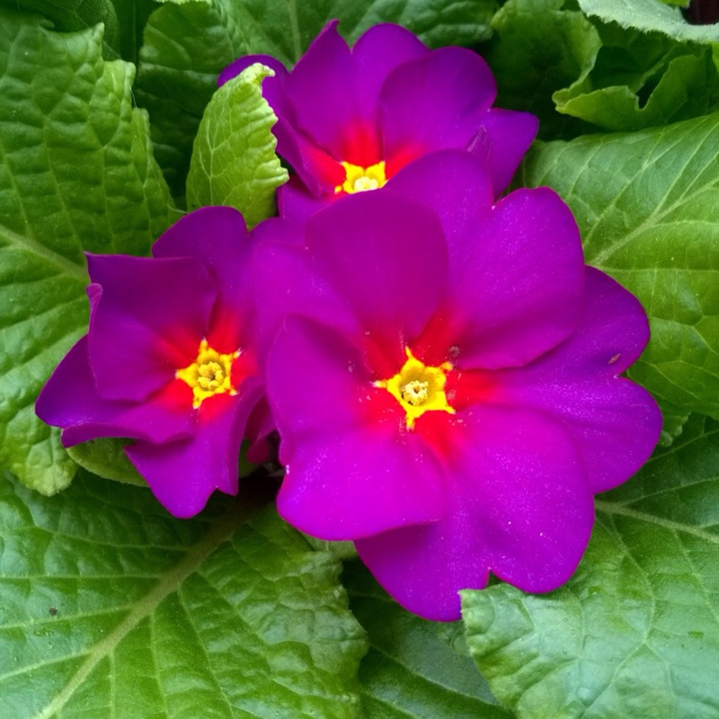 Primula vulgaris Husky Pheasant Eye. in the GardenTags plant encyclopedia Primrose Husky Pheasant Eye. in the GardenTags plant encyclopedia