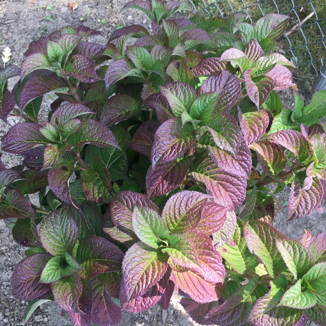 Hydrangea serrata Tuff Stuff Red in the GardenTags plant encyclopedia Mountain Hydrangea Tuff Stuff Red in the GardenTags plant encyclopedia