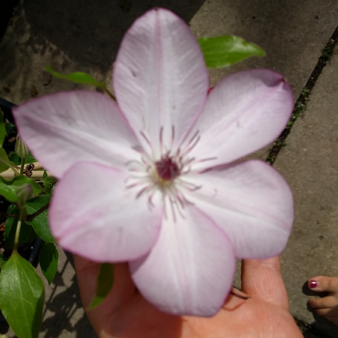 Clematis Omoshiro in the GardenTags plant encyclopedia Clematis Omoshiro in the GardenTags plant encyclopedia