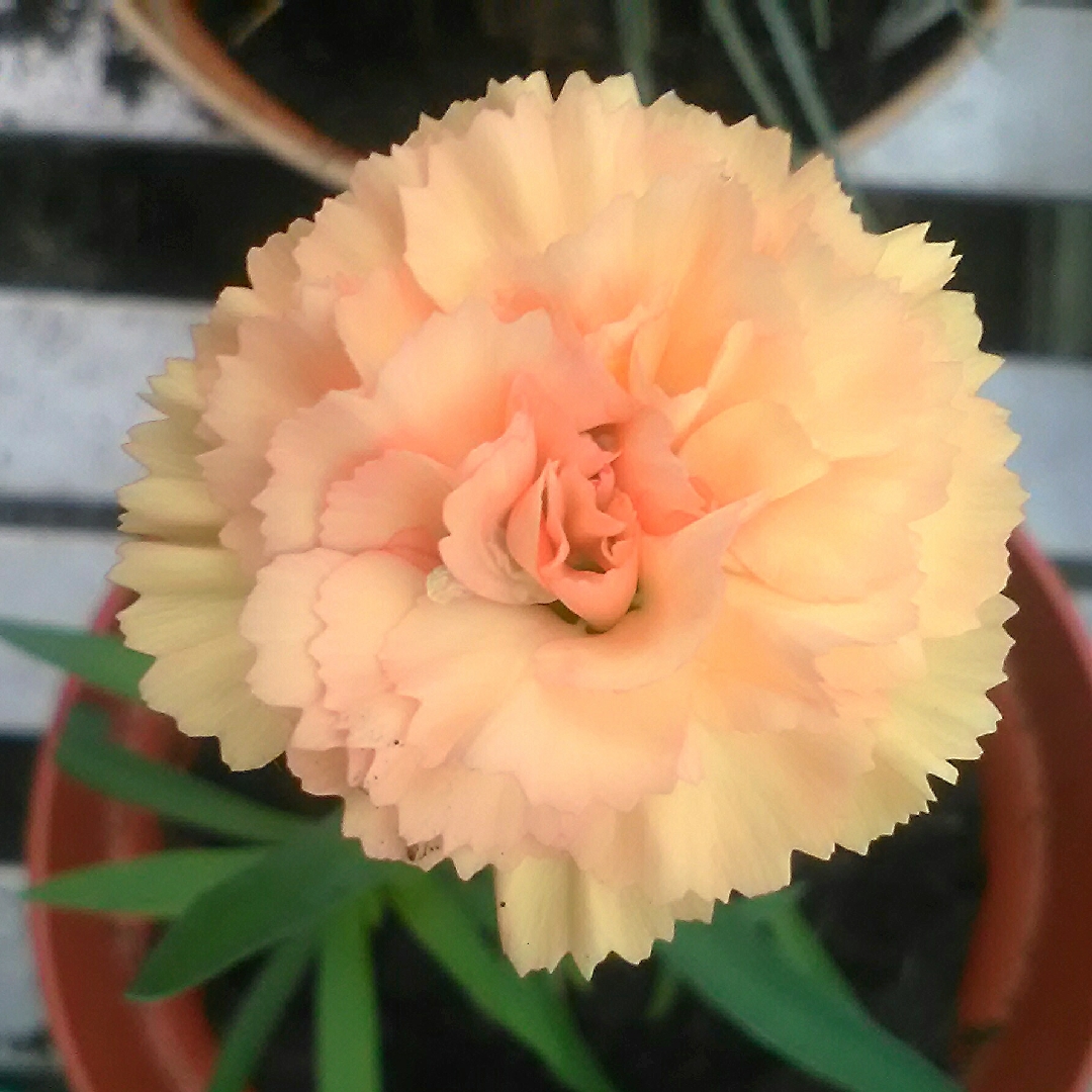 Dianthus Luigi in the GardenTags plant encyclopedia Hardy Garden Pink in the GardenTags plant encyclopedia