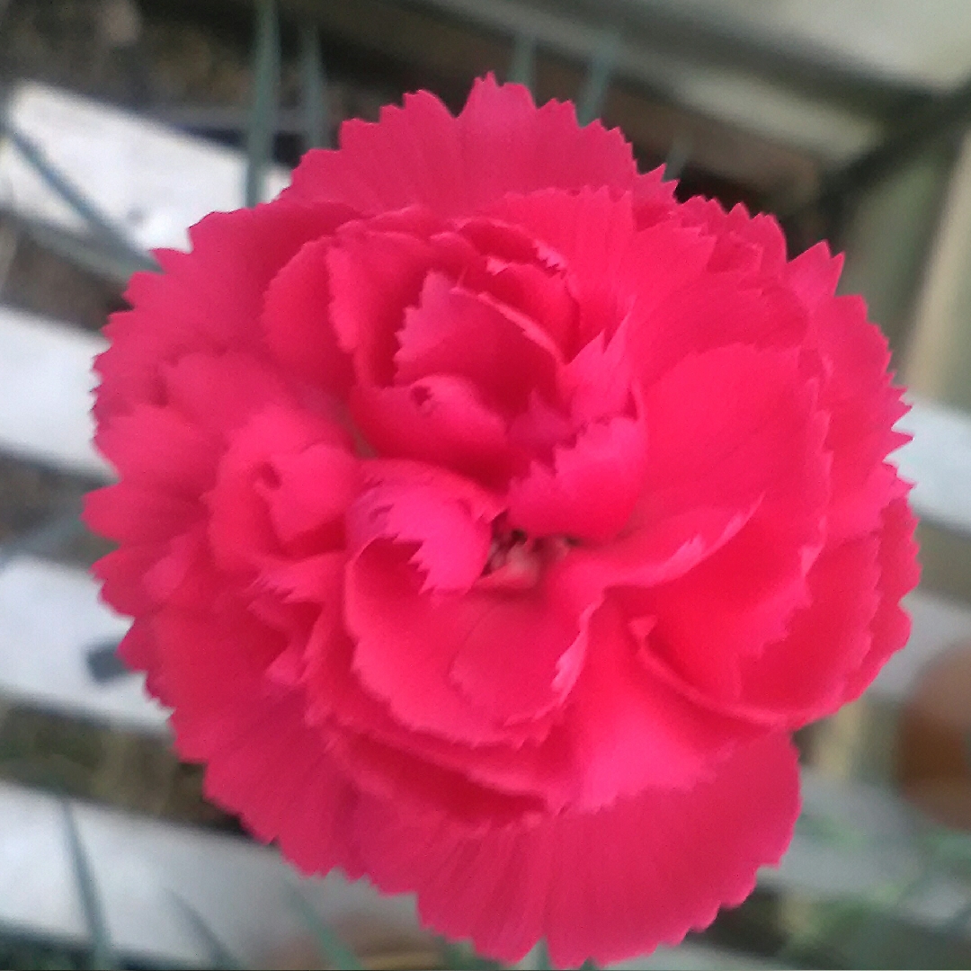 Dianthus Bubblegum in the GardenTags plant encyclopedia Hardy Garden Pink in the GardenTags plant encyclopedia