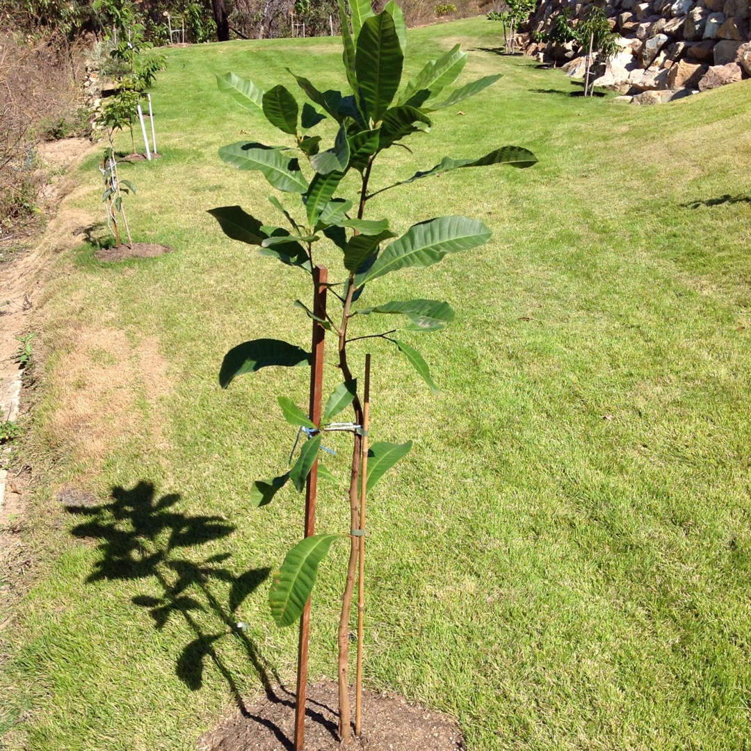 Anacardium Occidentale in the GardenTags plant encyclopedia Cashew Nut Tree in the GardenTags plant encyclopedia