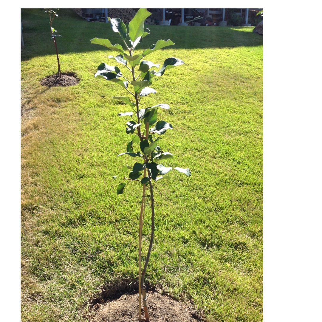 Malus domestica Dorsett Golden syn. Malus domestica Golden Dorsett in the GardenTags plant encyclopedia Apple Dorsett Golden in the GardenTags plant encyclopedia