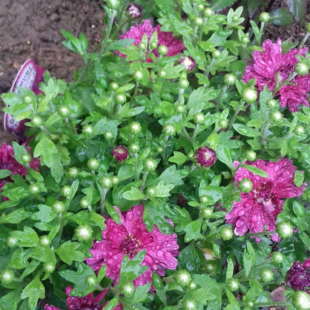 Garden Mums Branroyal Purple in the GardenTags plant encyclopedia