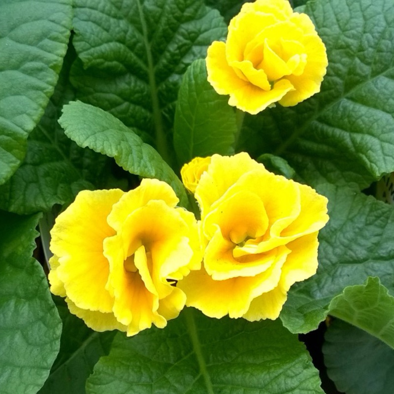 Primula Primlet Golden Shades in the GardenTags plant encyclopedia