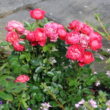 Rosa Rebecca (Tanrekta) in the GardenTags plant encyclopedia Patio Rose Rebecca in the GardenTags plant encyclopedia