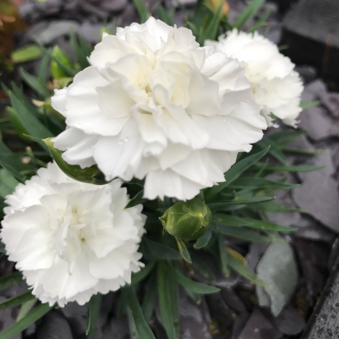 Dianthus Arctic Star in the GardenTags plant encyclopedia Pink Arctic Star in the GardenTags plant encyclopedia