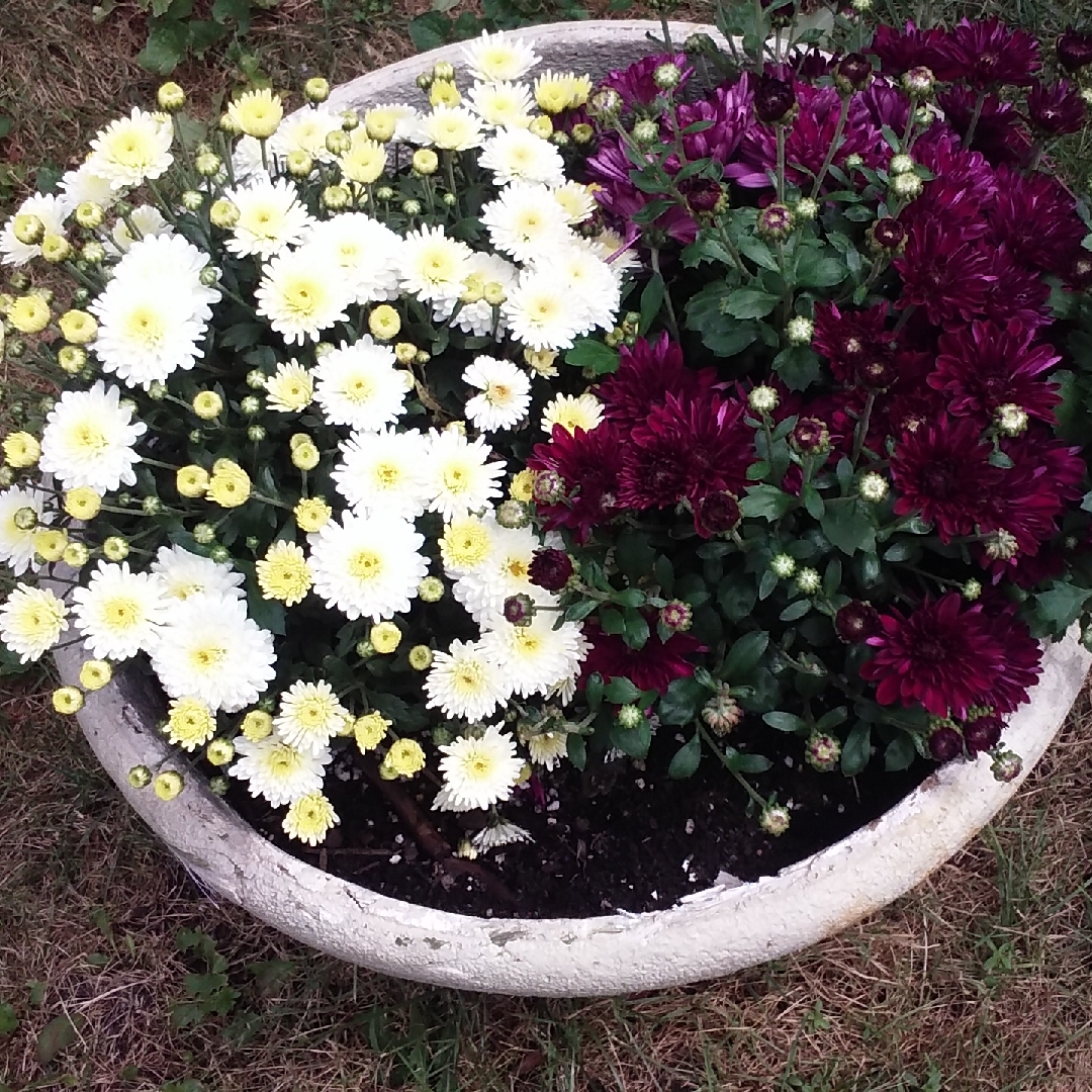 Chrysanthemum x morifolium Daybreak Purple in the GardenTags plant encyclopedia Chrysanthemum Daybreak Purple in the GardenTags plant encyclopedia