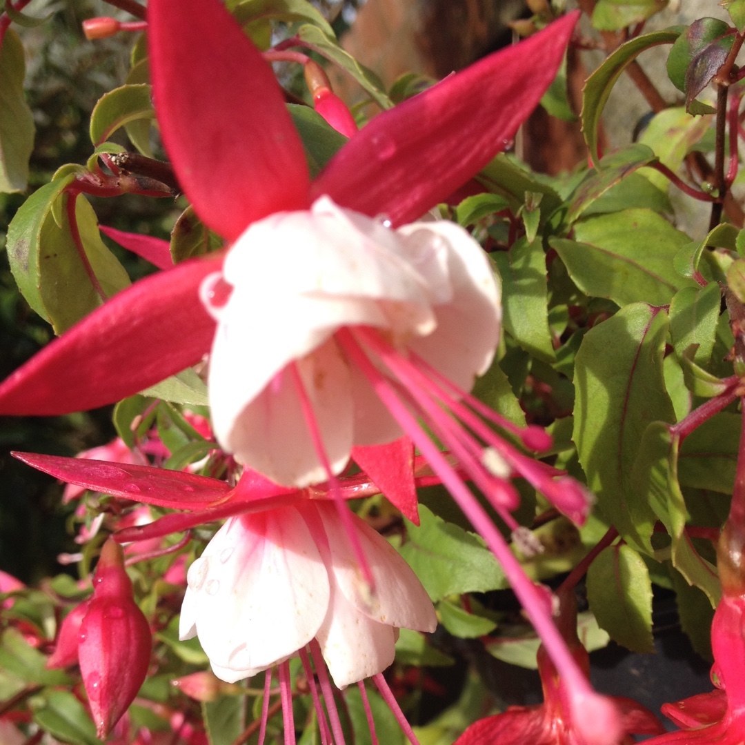 Fuchsia Patio Princess in the GardenTags plant encyclopedia Fuchsia Patio Princess in the GardenTags plant encyclopedia