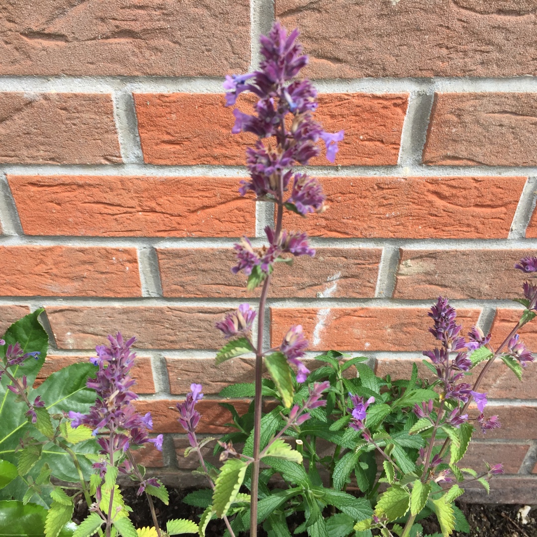 Nepeta Racemosa Grog in the GardenTags plant encyclopedia Catmint Grog in the GardenTags plant encyclopedia