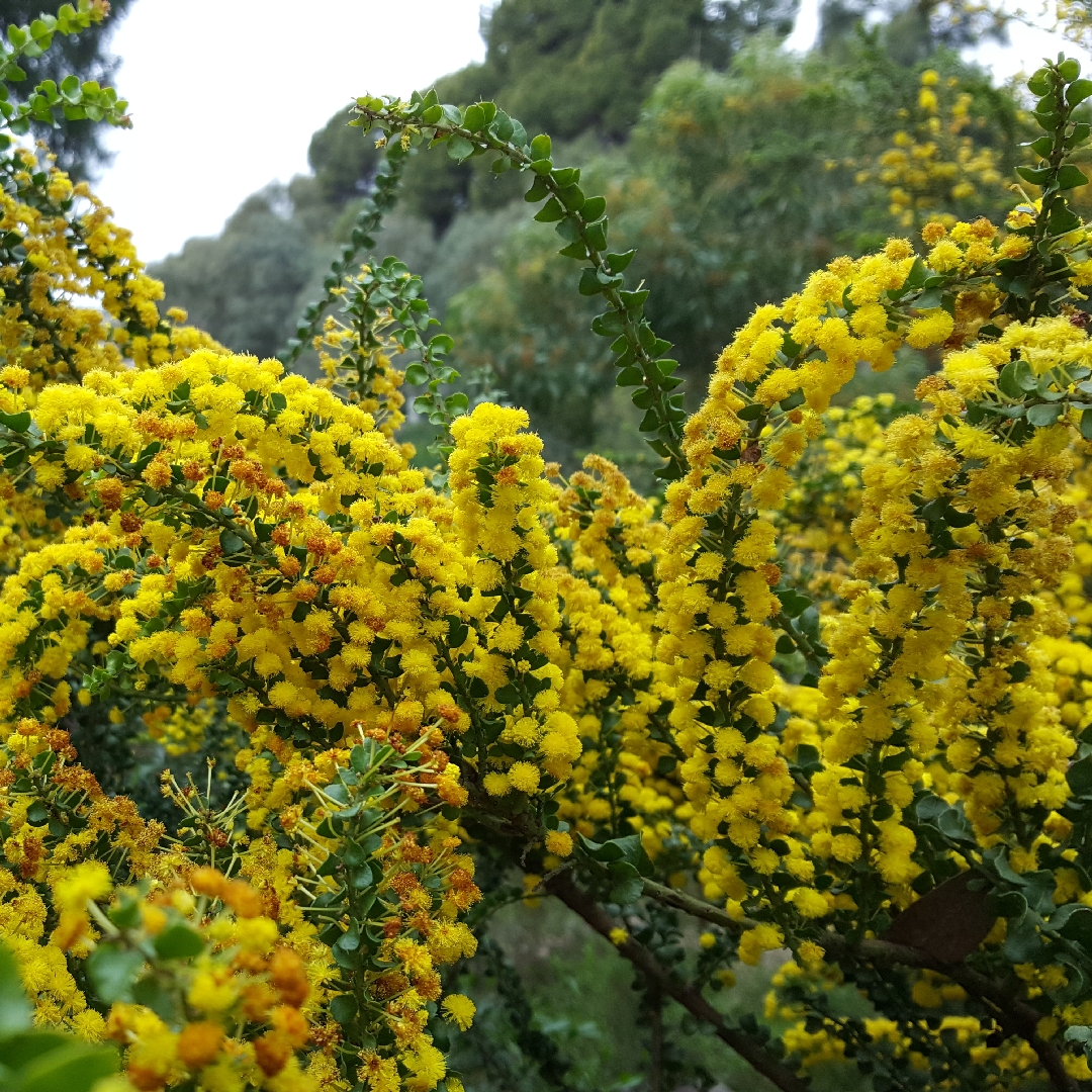 Acacia acinacea in the GardenTags plant encyclopedia Gold-dust Wattle in the GardenTags plant encyclopedia
