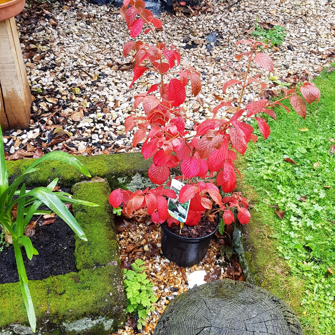 Viburnum plicatum f. plicatum Popcorn in the GardenTags plant encyclopedia Japanese Snowball Popcorn in the GardenTags plant encyclopedia