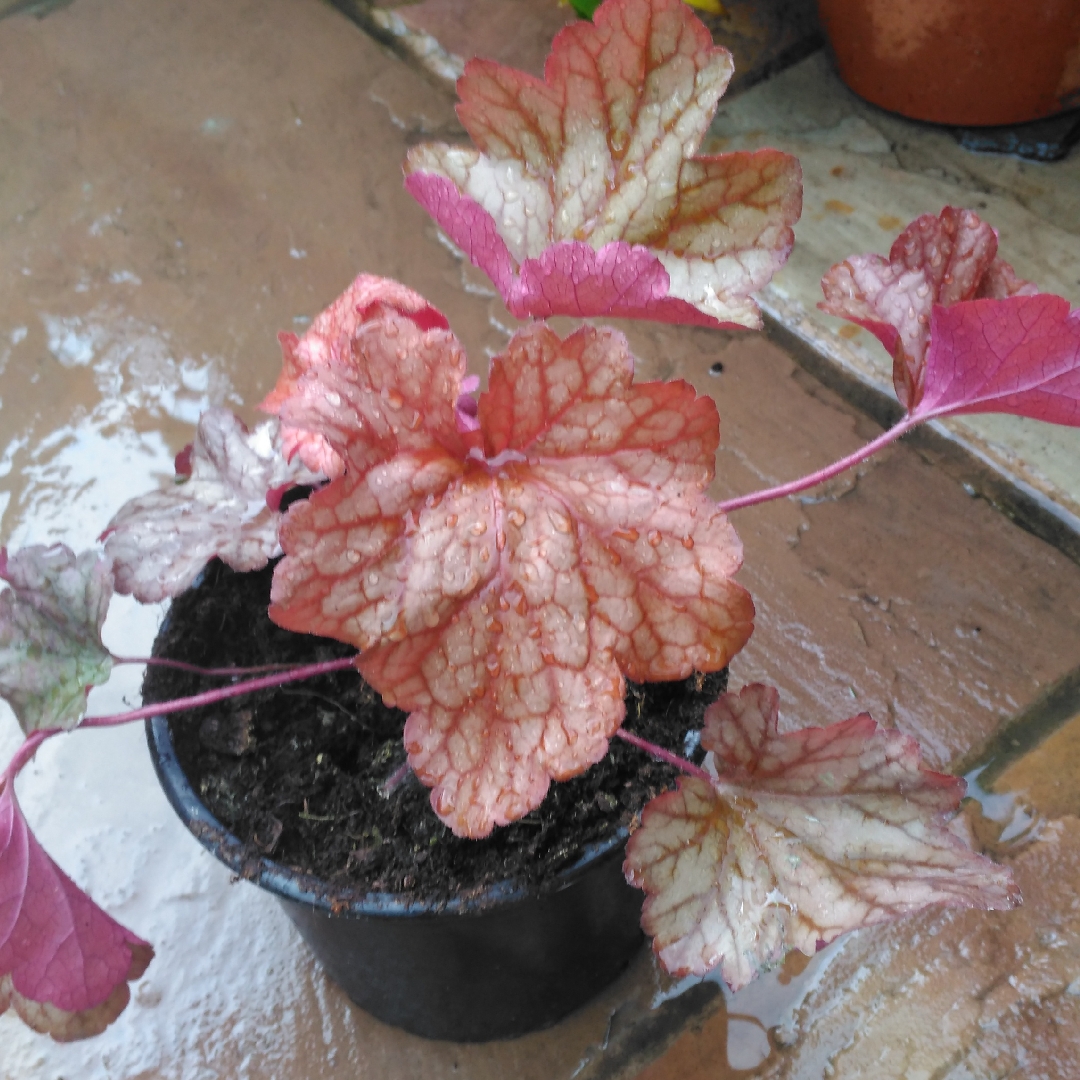 Heuchera Amber Lady in the GardenTags plant encyclopedia Alumroot Amber Lady in the GardenTags plant encyclopedia