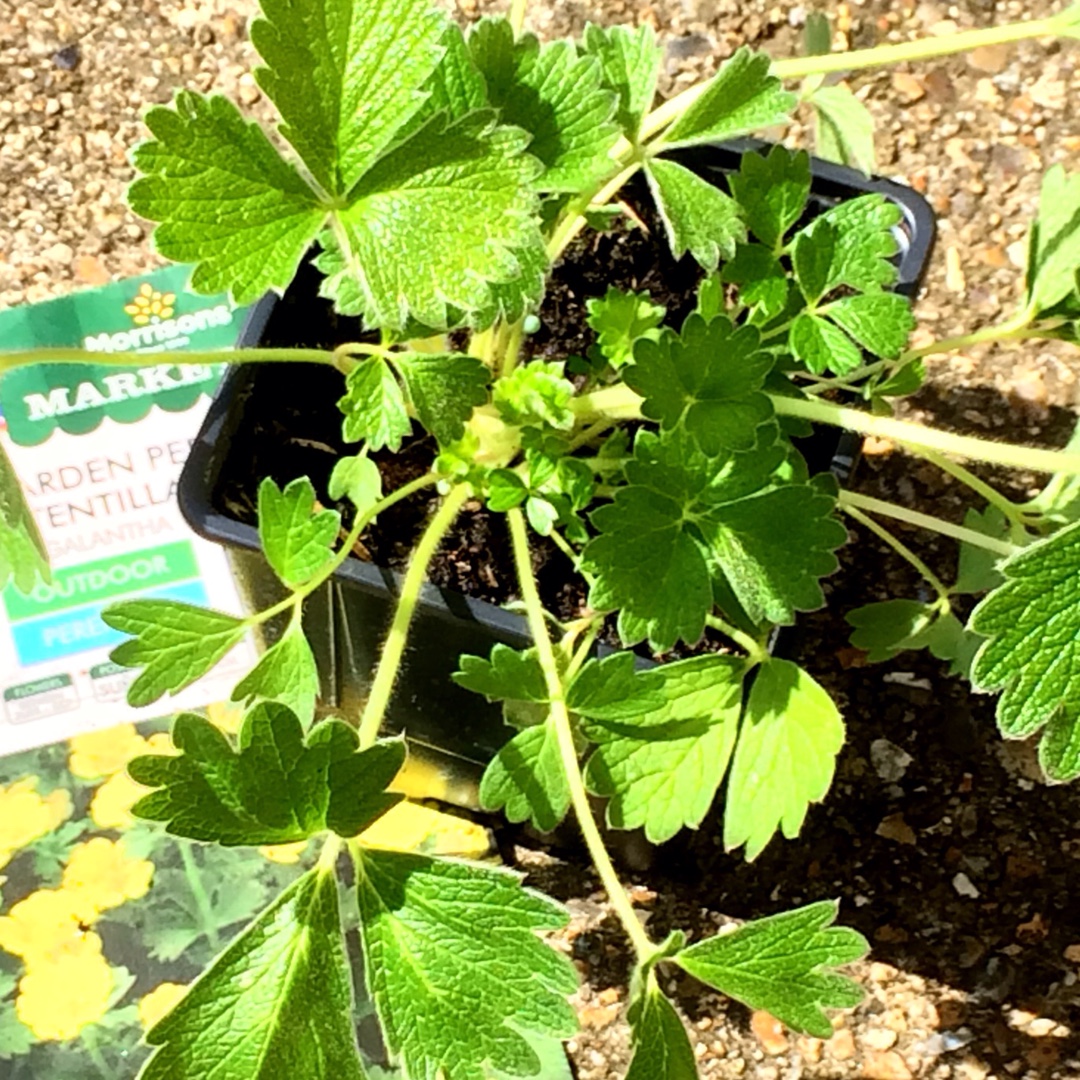 Potentilla Megalantha (Formerly Potentilla fragiformis) in the GardenTags plant encyclopedia Woolly Cinquefoil in the GardenTags plant encyclopedia