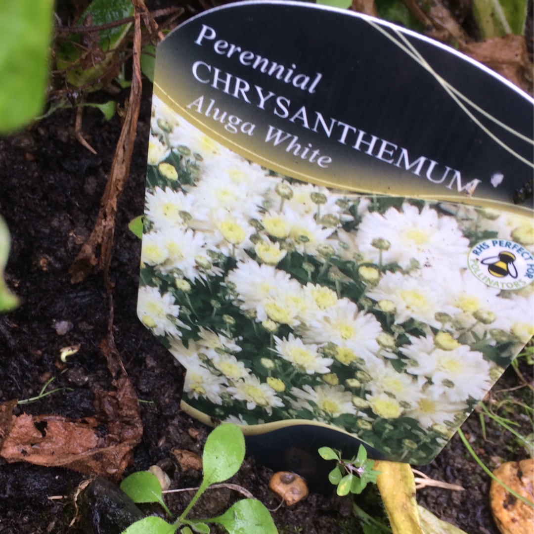 Chrysanthemum x morifolium Aluga White in the GardenTags plant encyclopedia Chrysanthemum Aluga White in the GardenTags plant encyclopedia