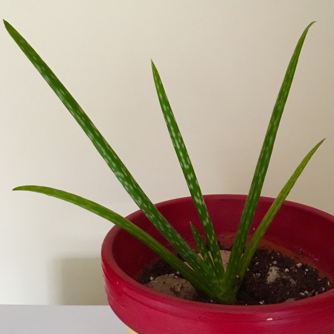 Aloe Vera in the GardenTags plant encyclopedia