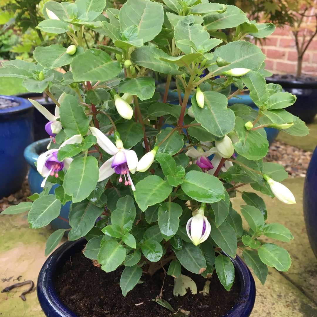 Fuchsia Jollies Macon in the GardenTags plant encyclopedia Fuchsia Jollies Macon in the GardenTags plant encyclopedia