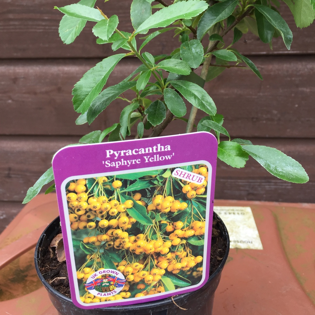 Pyracantha Cadaune syn. Pyracantha Saphyr Jaune, Pyracantha Saphyr Yellow in the GardenTags plant encyclopedia Firethorn Saphyr Jaune in the GardenTags plant encyclopedia