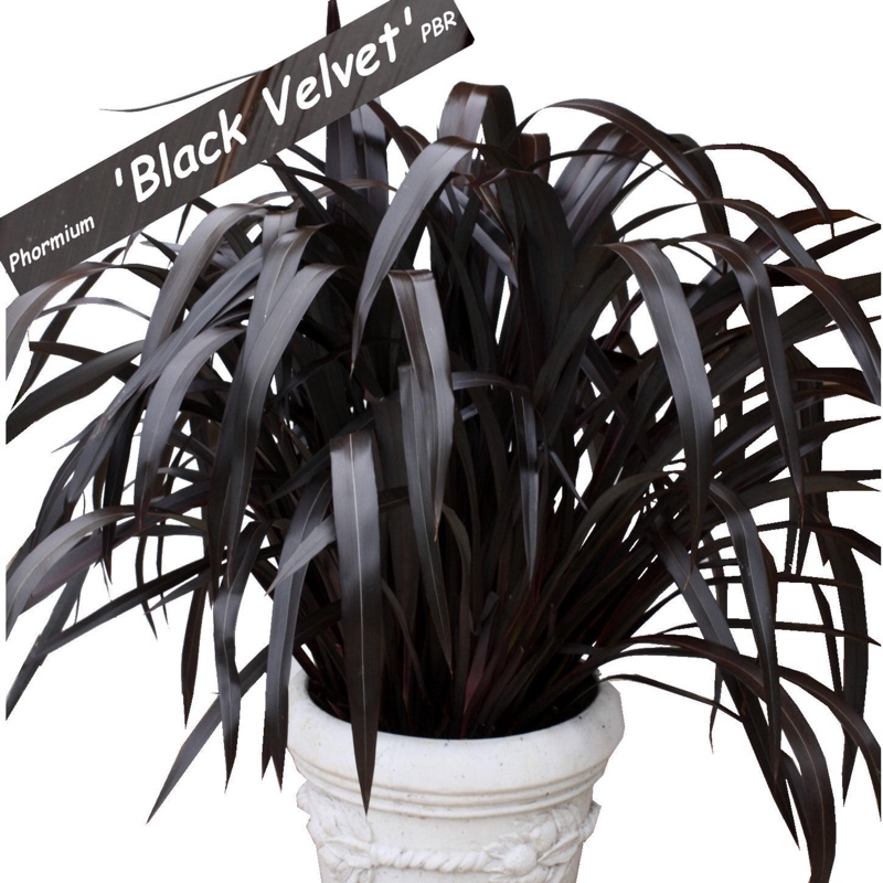 Phormium Black Velvet in the GardenTags plant encyclopedia New Zealand Flax Black Velvet in the GardenTags plant encyclopedia