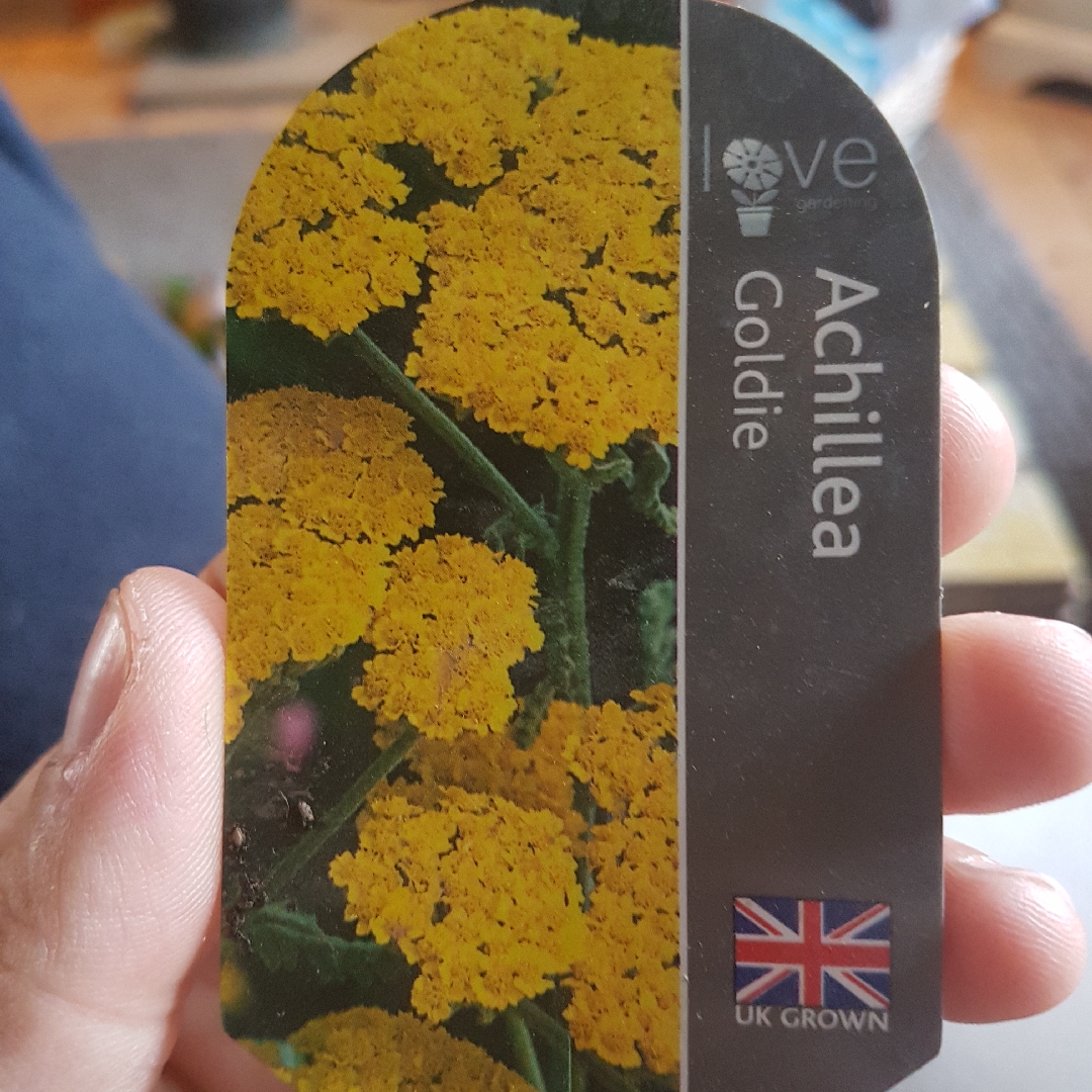 Achillea tomentosa Goldie in the GardenTags plant encyclopedia Woolly Yarrow Goldie in the GardenTags plant encyclopedia