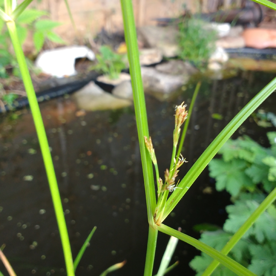 Cyperus Longus in the GardenTags plant encyclopedia Sweet Galingale in the GardenTags plant encyclopedia