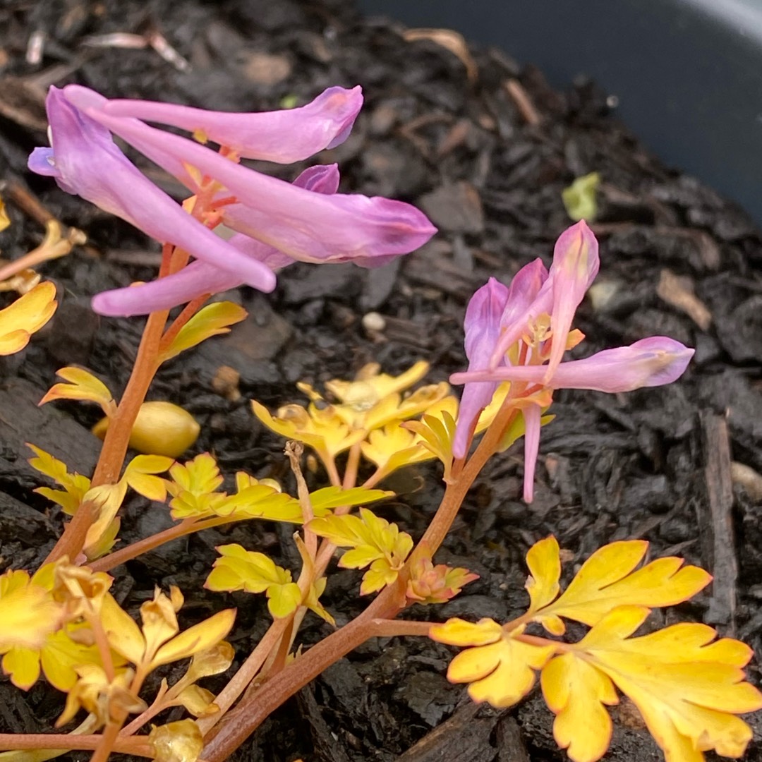 Corydalis Berry Exciting in the GardenTags plant encyclopedia Corydalis Berry Exciting in the GardenTags plant encyclopedia