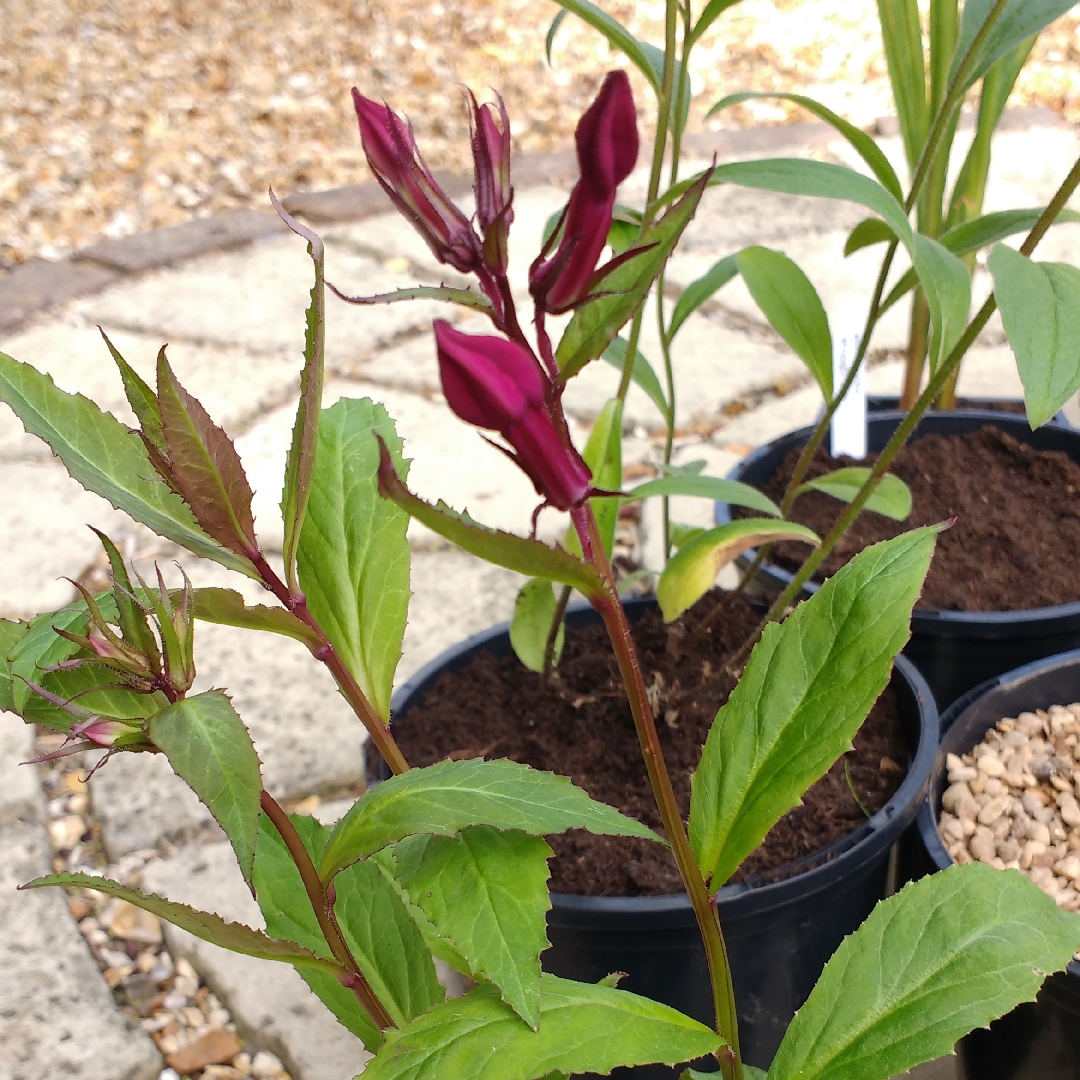 Lobelia x speciosa Sparkling Ruby in the GardenTags plant encyclopedia Lobelia Sparkling Ruby in the GardenTags plant encyclopedia