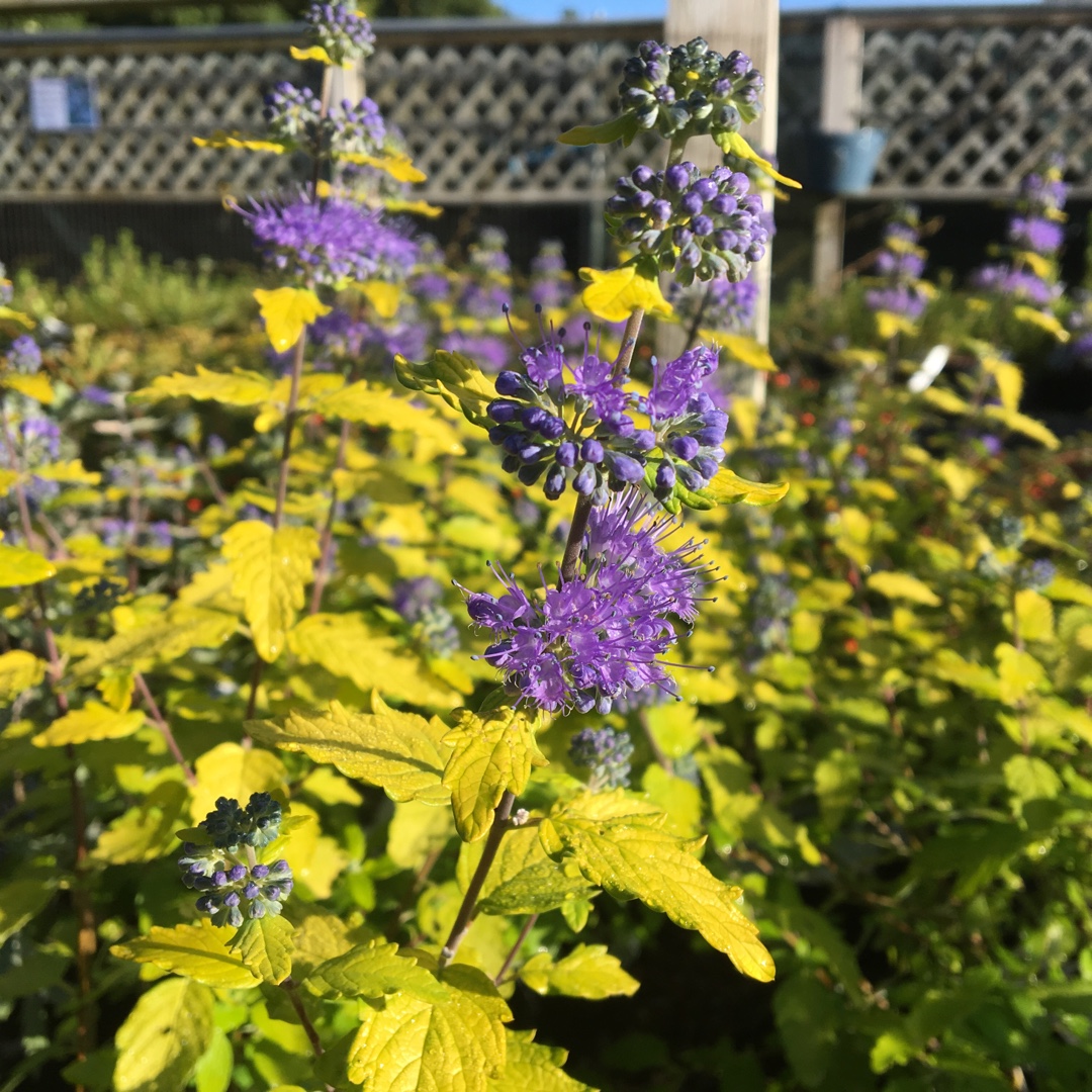 Caryopteris x clandonensis Sunshine Blue in the GardenTags plant encyclopedia Caryopteris Sunshine Blue in the GardenTags plant encyclopedia