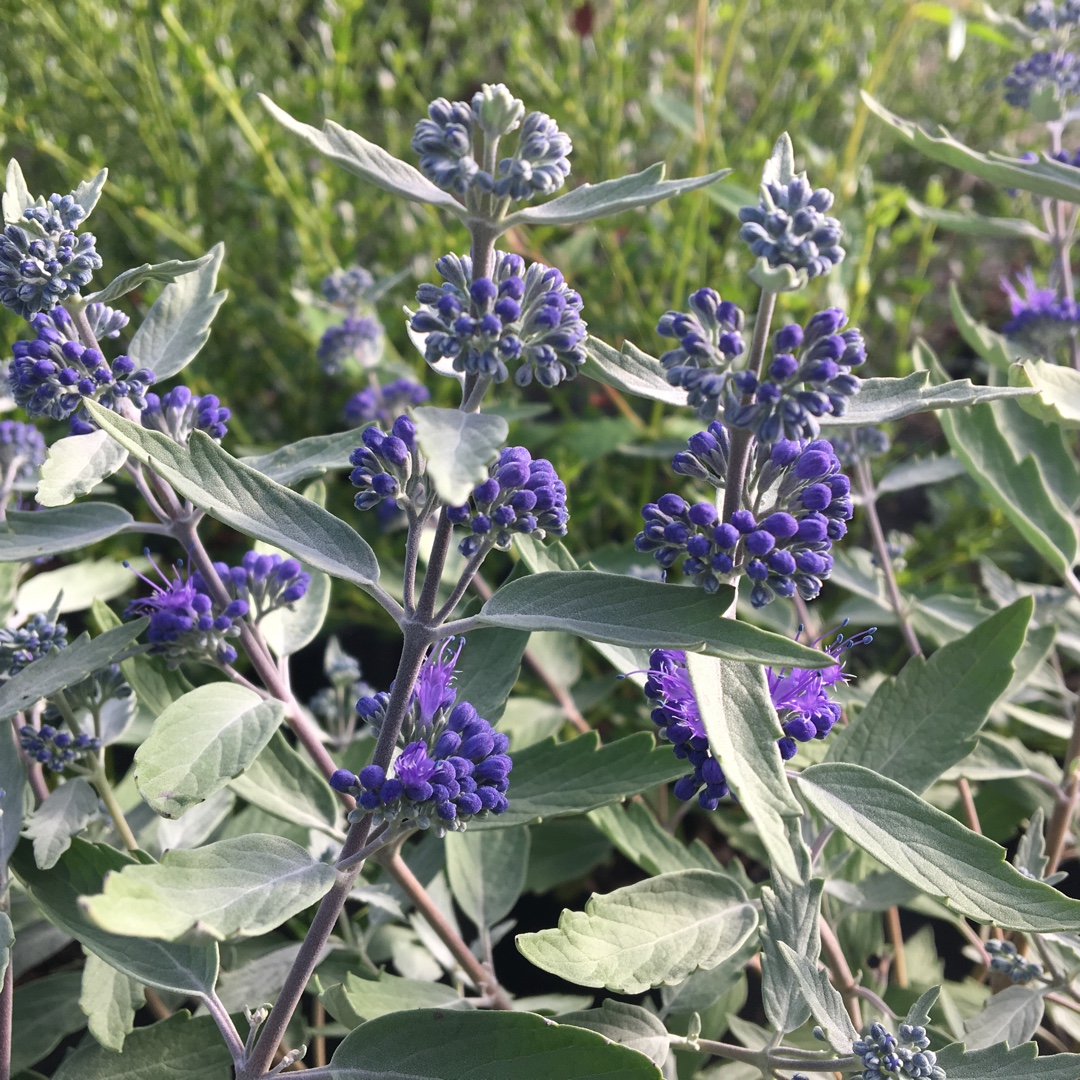 Caryopteris x clandonensis Sterling Silver in the GardenTags plant encyclopedia Blue Beard in the GardenTags plant encyclopedia