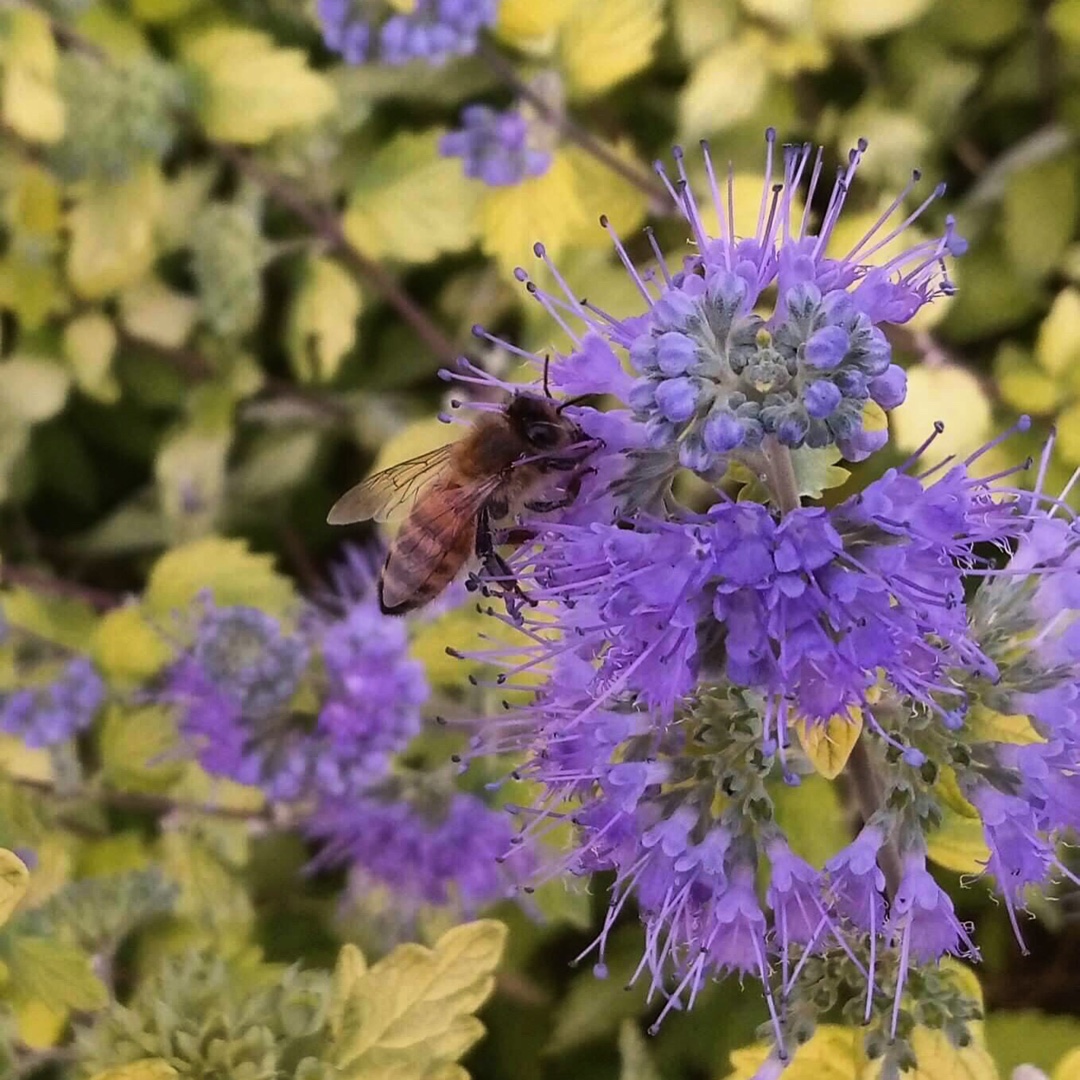 Caryopteris x clandonensis Hint of Gold in the GardenTags plant encyclopedia Bluebeard in the GardenTags plant encyclopedia
