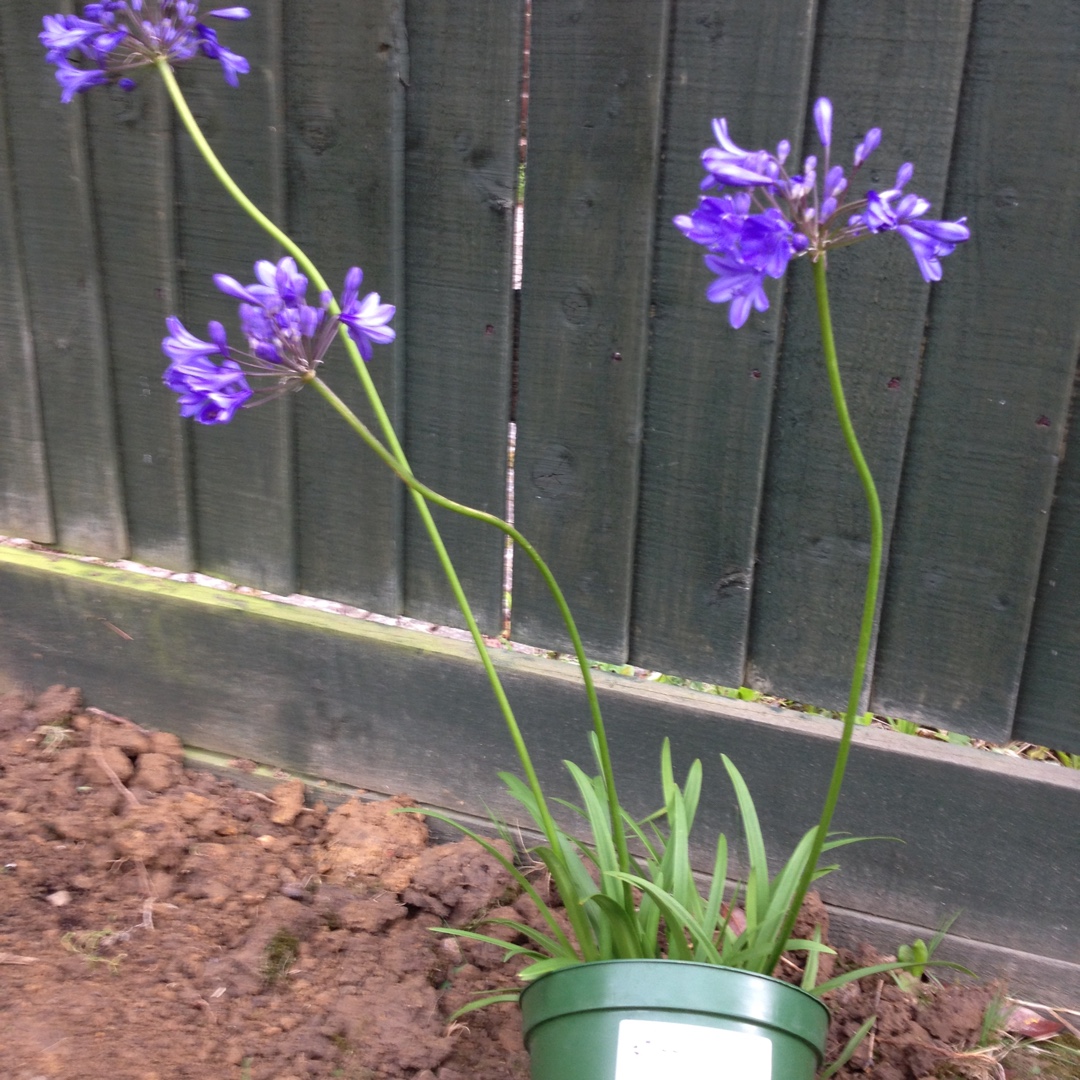 Agapanthus Tom Thumb in the GardenTags plant encyclopedia African Lily Tom Thumb in the GardenTags plant encyclopedia