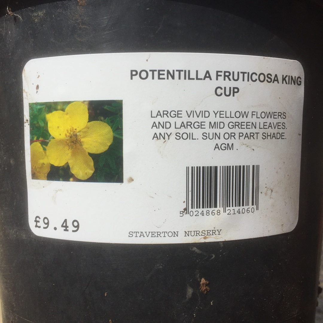 Potentilla Fruticosa King Cup in the GardenTags plant encyclopedia Shrubby cinquefoil King Cup in the GardenTags plant encyclopedia