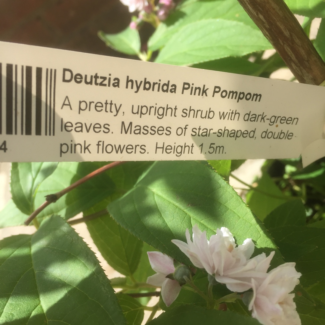 Deutzia x hybrida Pink Pompom in the GardenTags plant encyclopedia Deutzia Pink Pompom in the GardenTags plant encyclopedia