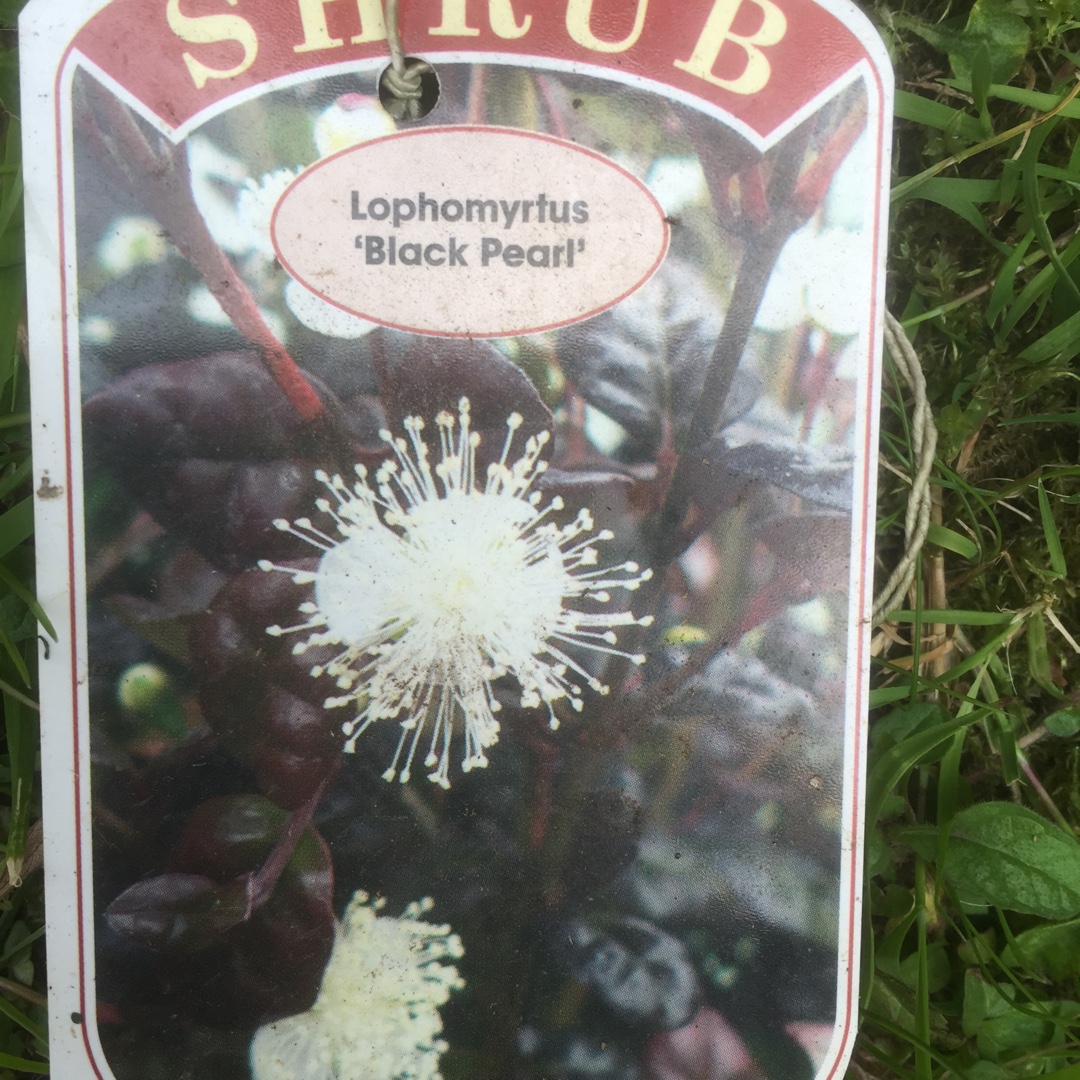 Lophomyrtus x ralphii Black Pearl in the GardenTags plant encyclopedia New Zealand Myrtle Black Pearl in the GardenTags plant encyclopedia