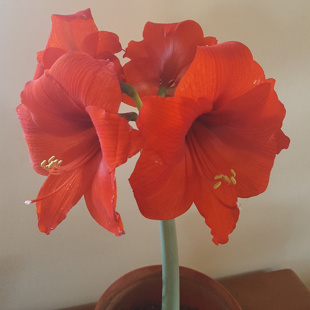 Hippeastrum Ferrari in the GardenTags plant encyclopedia Hippeastrum Ferrari in the GardenTags plant encyclopedia