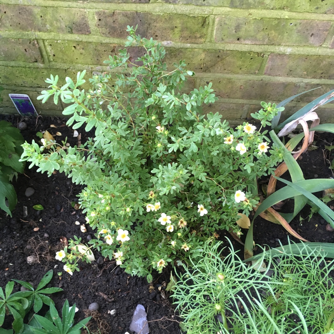 Potentilla fruticosa Limelight in the GardenTags plant encyclopedia Shrubby Cinquefoil Limelight in the GardenTags plant encyclopedia