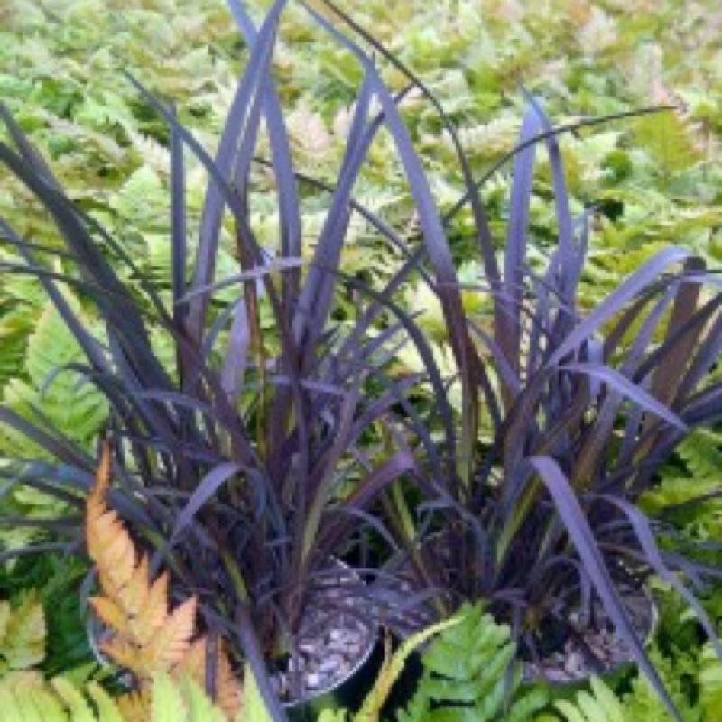 Phormium Back In Black in the GardenTags plant encyclopedia New Zealand Flax Back In Black in the GardenTags plant encyclopedia