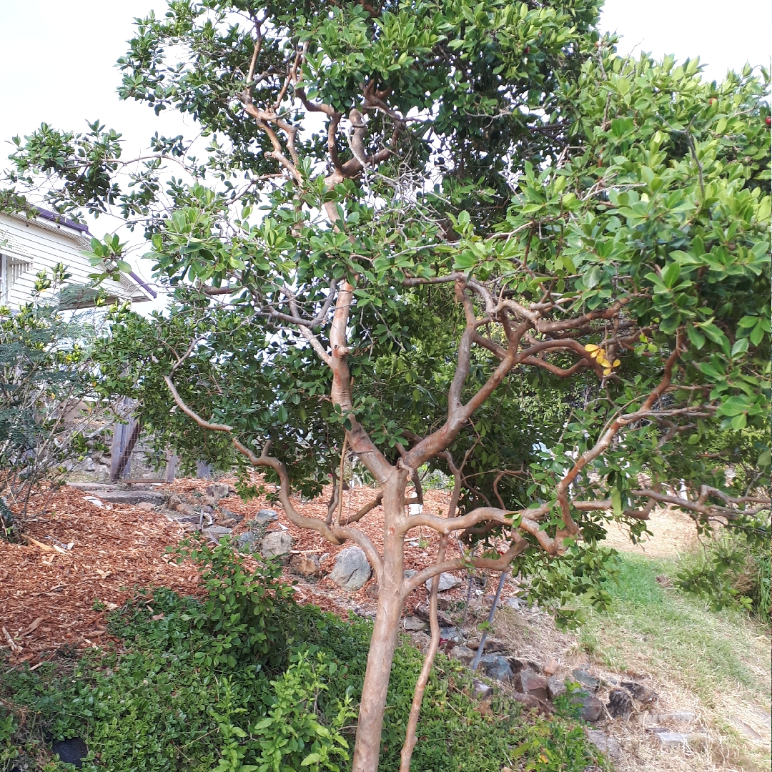 Vitex Lignum-Vitae in the GardenTags plant encyclopedia Satinwood Tree in the GardenTags plant encyclopedia