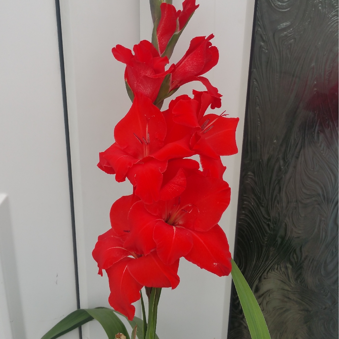 Gladiolus Dot Com in the GardenTags plant encyclopedia Gladioli Dot Com (Small-flowered) in the GardenTags plant encyclopedia