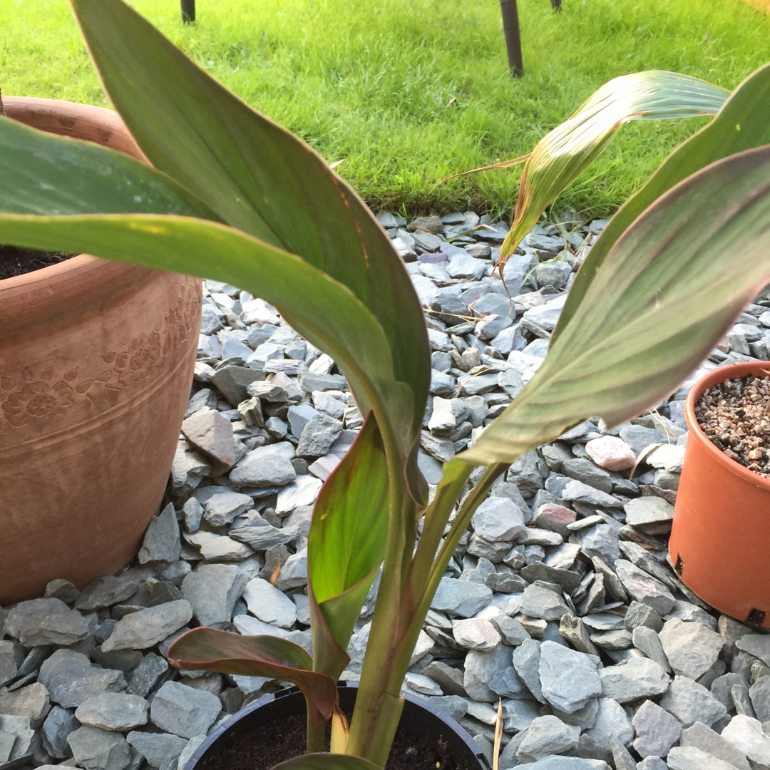 Canna Musifolia syn. Canna Musaefolia, Canna musifolia in the GardenTags plant encyclopedia Canna Musifolia in the GardenTags plant encyclopedia