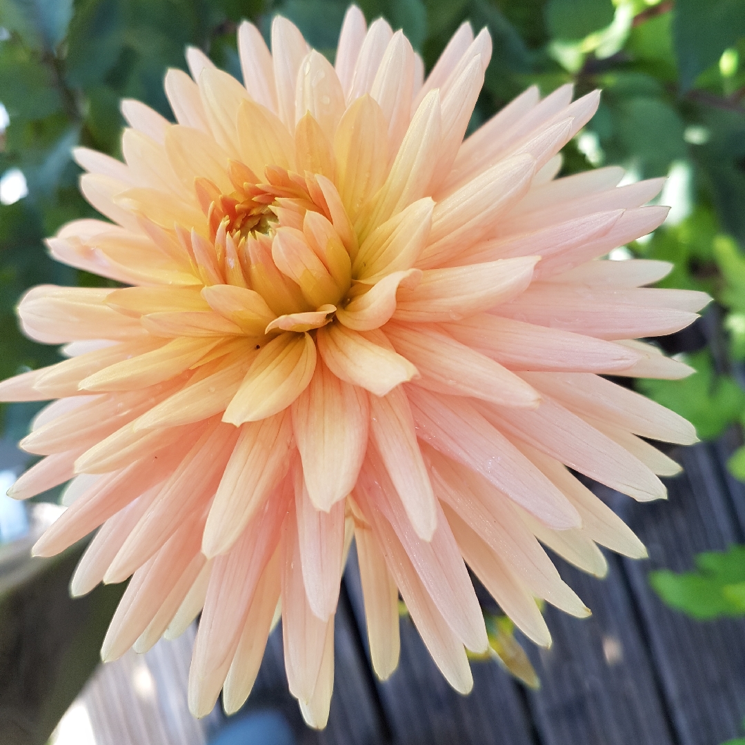 Dahlia Embrace in the GardenTags plant encyclopedia Dahlia Embrace (Cactus) in the GardenTags plant encyclopedia