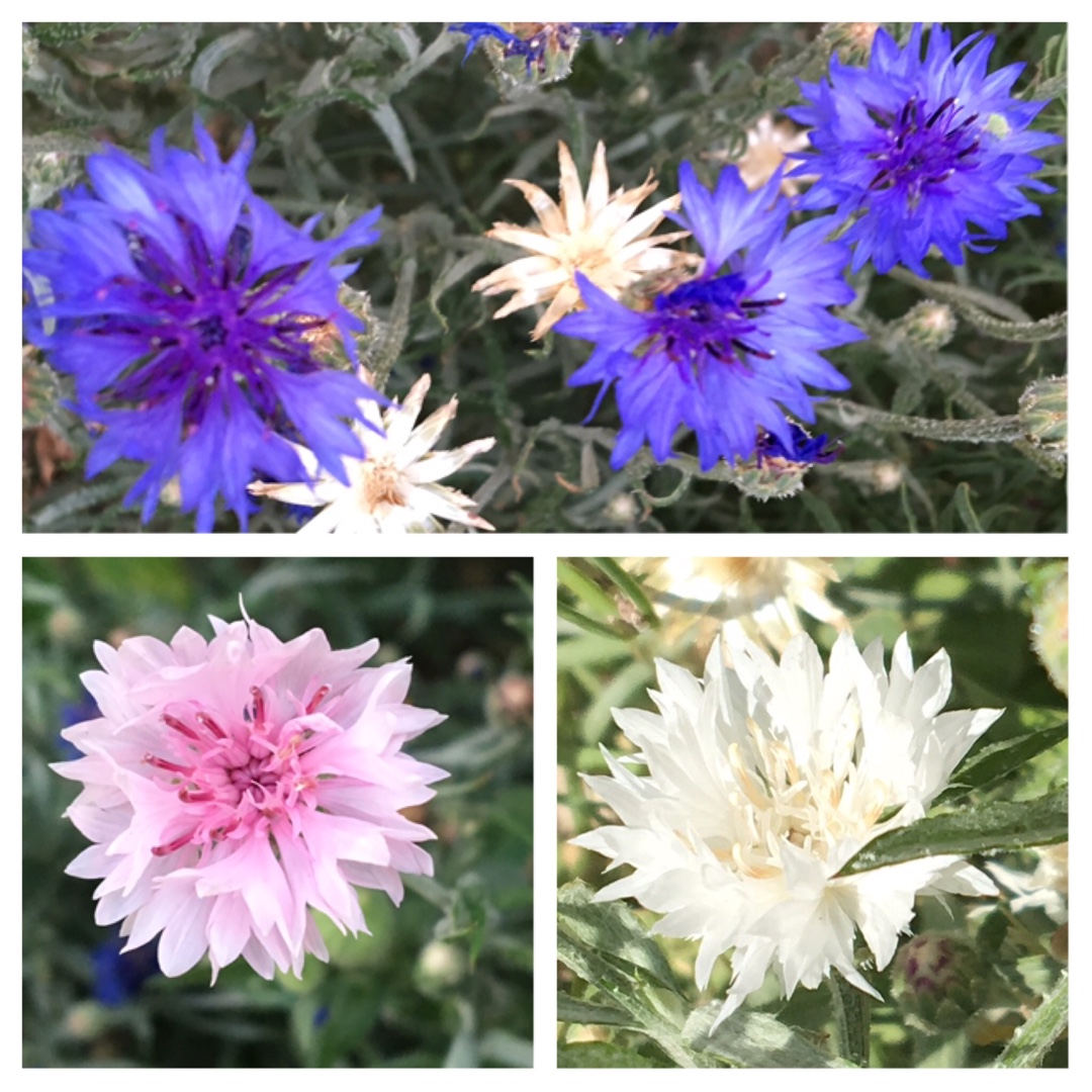 Centaurea Cyanus in the GardenTags plant encyclopedia Cornflower in the GardenTags plant encyclopedia